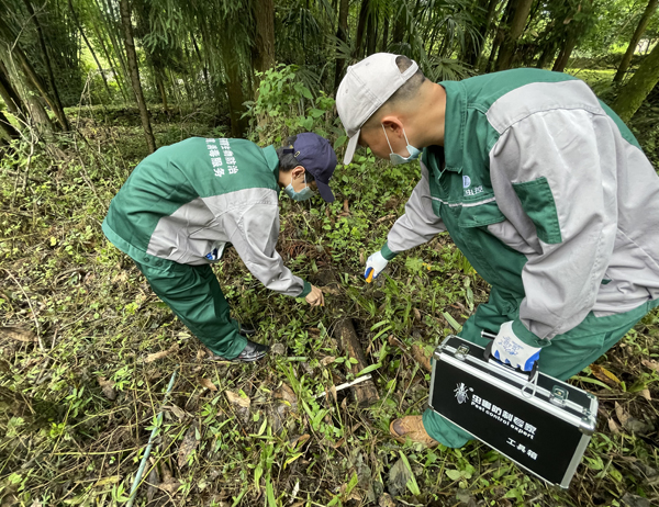 古建筑白蟻防治案例